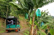 Coffee Tour Daytrip at Finca La Manchuria - Exclusive Experience.