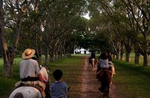 Vineyard Tour with Wine Tasting and Lunch in Buenos Aires
