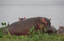 3 Day Murchison Falls N.p. & Ziwa Rhino Sanctuary 