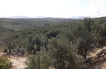 Wine, Beer, Olive Oil Tasting Private Tour (price per group of 6)