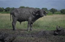 3 Day Queen Elizabeth National Park