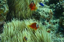 Introductory Scuba Dive experience - Whitetip Marine Adventures 