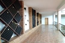 Olive oil and Navarre winery visit with tastings and lunch in small group tour