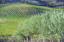 Olive oil and Navarre winery visit with tastings and lunch in small group tour