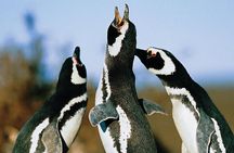 Punta Tombo Shore Excursion w/box Lunch(Shared tour for cruises) 