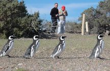 Punta Tombo Shore Excursion w/box Lunch(Shared tour for cruises) 