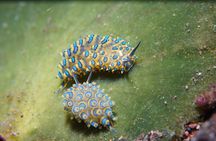 PADI Open water Course in Tulamben - Get certified & dive anywhere in the world