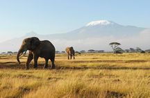 10-Days Fantastic Kenya Wildlife Private Safari