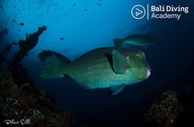 Day Trip Snorkeling in Tulamben - Explore Liberty Wreck (pick up in South Bali)