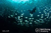 Day Trip Snorkeling in Tulamben - Explore Liberty Wreck (pick up in South Bali)