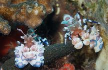 Day Trip Snorkeling in Tulamben - Explore Liberty Wreck (pick up in South Bali)