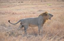 3 Days to Mikumi National Park From Dar es salaam