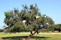 Excursion Essaouira from agadir 1 day