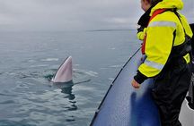 2-Hour RIB Boat Whale Watching Tour from Reykjavik