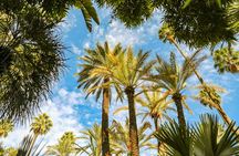 Camel Ride Tour in the Palm Grove of Marrakech