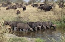 4 Days Mid-range Safari in Serengeti, Ngorongoro and Tarangire