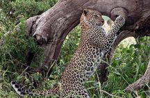 4 Days Private Migration Midrange Safari