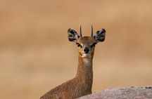 4 Days Private Migration Midrange Safari