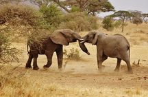 5 days Serengeti Wildebeest Migration Safari