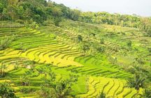 Yogyakarta: Selogriyo Rice Terraces Off The Beaten Track Trip 