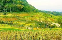 Yogyakarta: Selogriyo Rice Terraces Off The Beaten Track Trip 