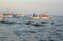 Dolphin Tour - Waterfall - Wanagiri Hill - Temple on the Lake - Free WiFi