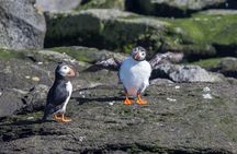 Reykjavik Shore Excursion: Puffin Sightseeing Cruise