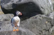 Reykjavik Shore Excursion: Puffin Sightseeing Cruise