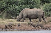 3 Days Masai Mara Wildlife private safari - Mid range budget