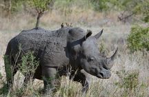 4 Days Masai Mara and Lake Nakuru National Park Private Luxury Safari 