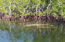 Small Group Florida Keys Eco Tour by Boat