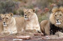 Game drive Day Tour