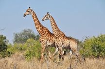 Game drive Day Tour