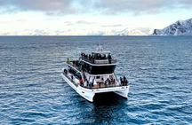 Silent Whale Watching