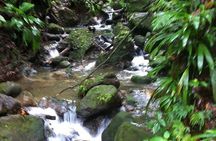 St Kitts Rainforest Tour