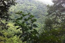 St Kitts Rainforest Tour