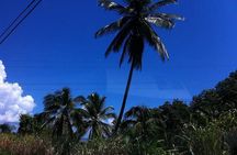 St Kitts Rainforest Tour