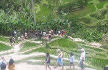 Tlaga Singha Romantic Floating Brunch & Rice Teracce Swing 