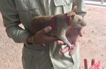 Private Tour: HERO Rats & Angkor National Museum