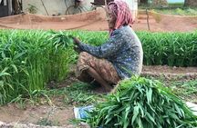 Private Siem Reap Countryside Tour by Jeep with Local Food Experience