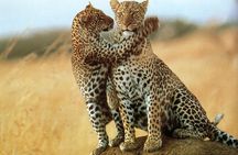 7-Day Safari (Including Serengeti) & Zanzibar Extension