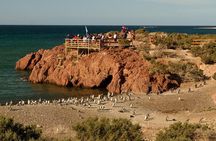 Punta Tombo Shore Excursion w/box Lunch(Shared tour for cruises) 