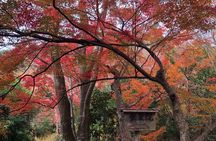 Private car tour in Kyoto (up to 4)
