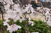 Private car tour in Kyoto (up to 4)