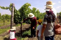Private wine tasting & wine pairing tours
