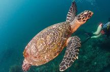 Bali Diving for Beginners: Tulamben Liberty Wreck