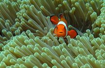 Bali Diving for Beginners: Tulamben Liberty Wreck