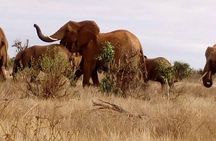 Safari-Tsavo east national park -2 days 1 night