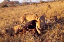 Safari-Tsavo east national park -2 days 1 night