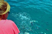 Musandam Khasab Day Trip and Dhow Cruise from With transfer from Dubai